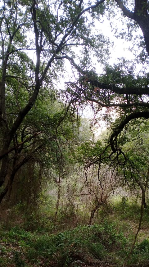 Al Khelle — photograph 5