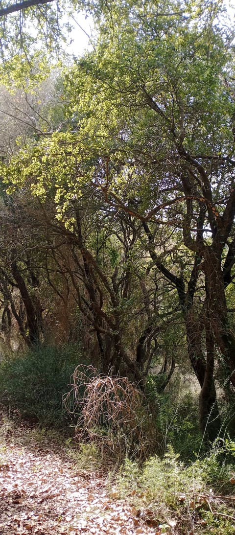 Al Khelle — photograph 6