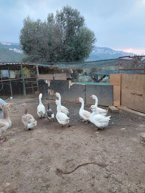 Zoo Rami Najd — photograph 2
