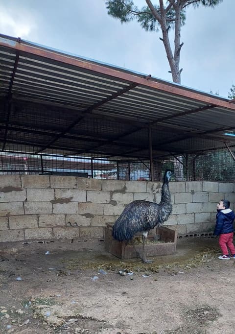 Zoo Rami Najd — photograph 3