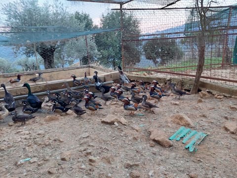 Zoo Rami Najd — photograph 4