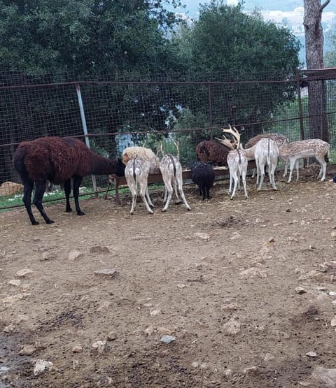 Zoo Rami Najd — photograph 5