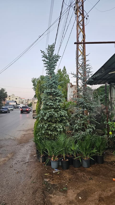 Mashtal Talal Al Hallak — photograph 3