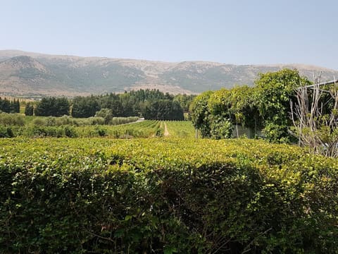 Chatau Kefraya - Misc — photograph 2