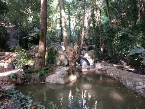 Al ghaba camping — photograph 2
