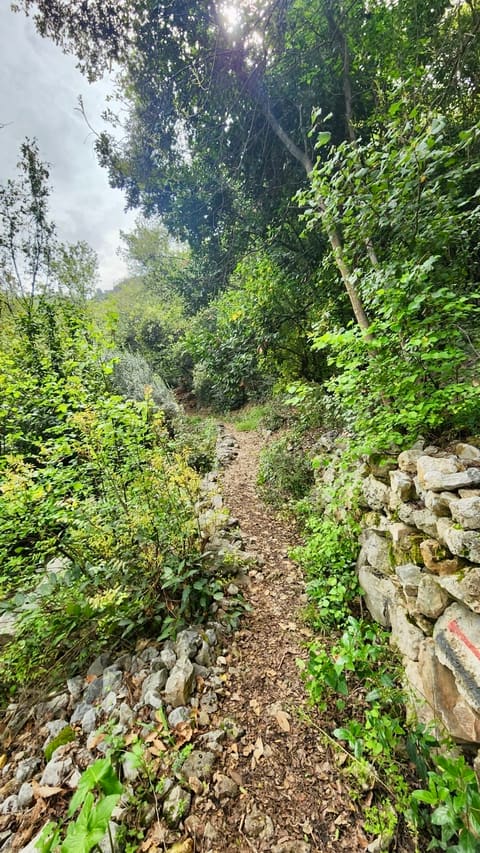 Ghazir Valley — photograph 5