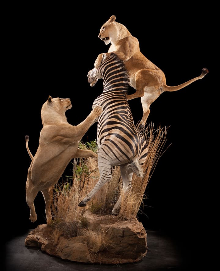 taxidermy club