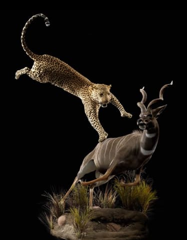taxidermy club — photograph 2