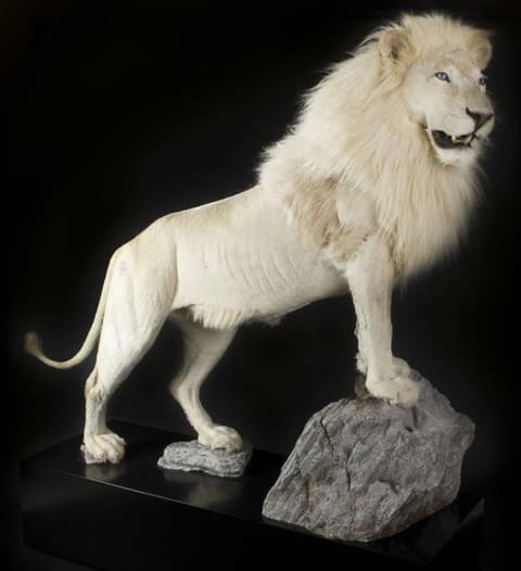 taxidermy club — photograph 3