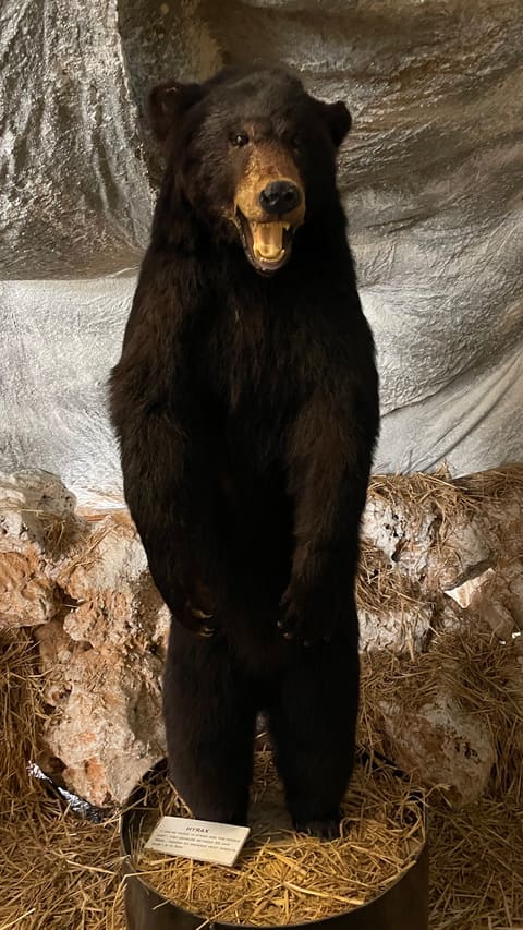 taxidermy club — photograph 5