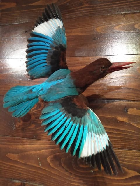 taxidermy club — photograph 6