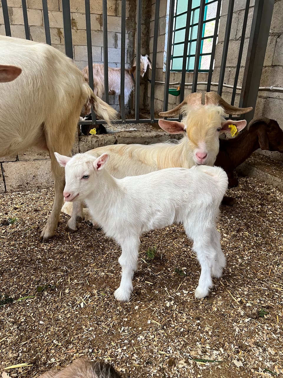 Sannour Farm