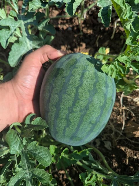 Sannour Farm — photograph 3