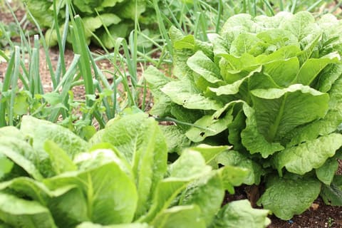 Sannour Farm — photograph 4