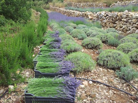 Assaf BioGarden — photograph 6