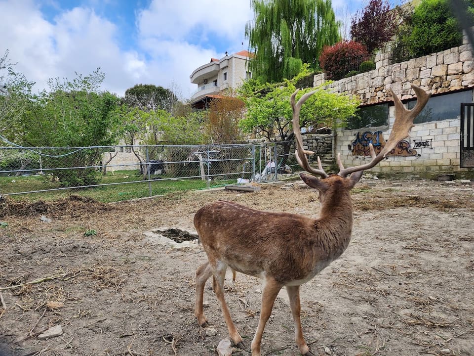 Abi Haidar Animal Farm