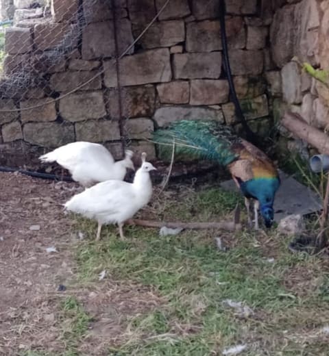 Abi Haidar Animal Farm — photograph 2
