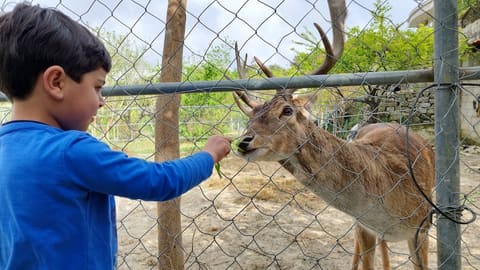 Abi Haidar Animal Farm — photograph 4