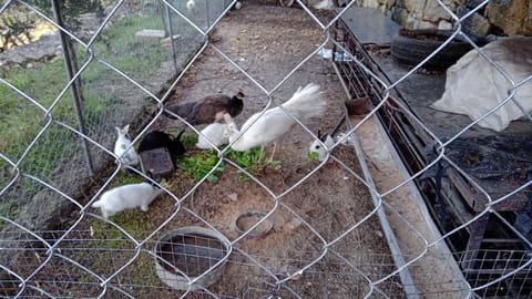 Abi Haidar Animal Farm — photograph 6