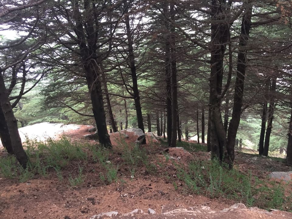 Cedars Forest