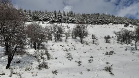 Cedars Forest — photograph 2