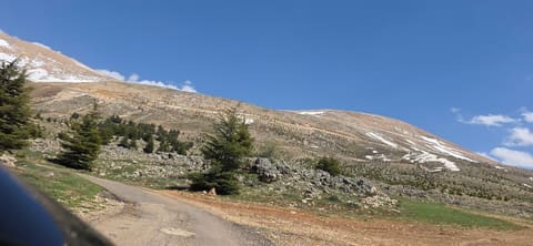 Cedars Forest — photograph 3