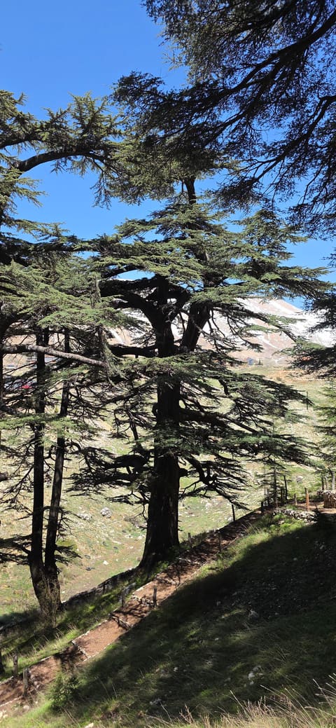 Cedars Forest — photograph 5