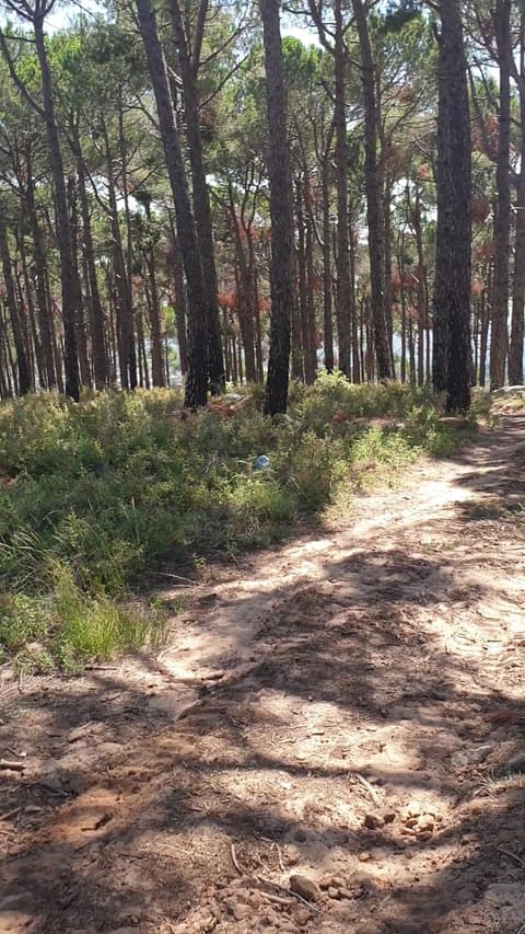 The Jungle Campsite — photograph 3