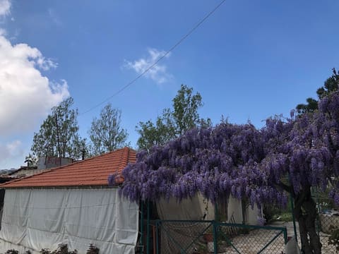 Azzouniye — photograph 6