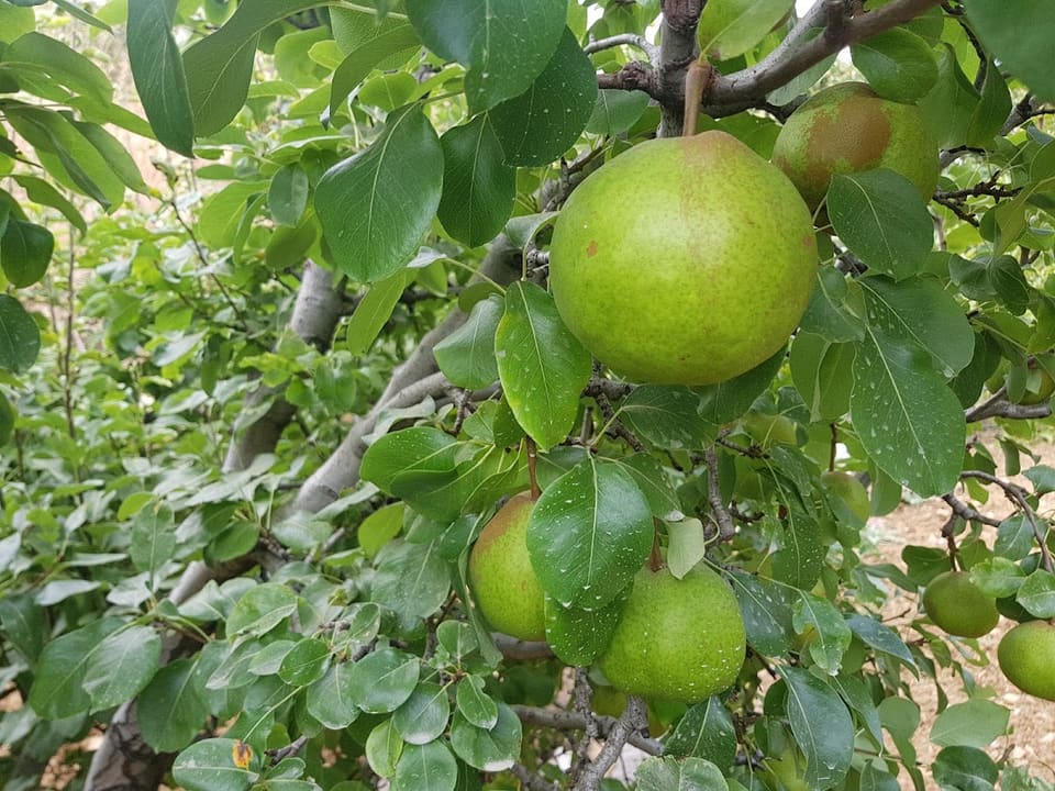 Apple& Cherry Garden