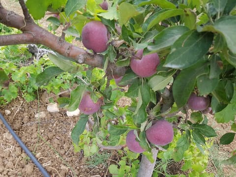 Apple& Cherry Garden — photograph 2