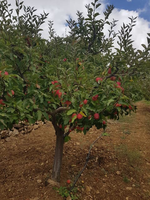 Apple& Cherry Garden — photograph 3