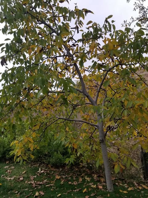 Apple& Cherry Garden — photograph 4