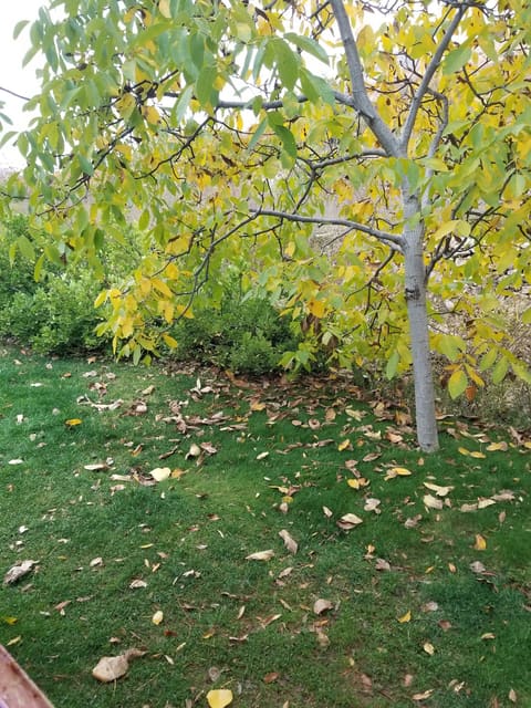 Apple& Cherry Garden — photograph 6