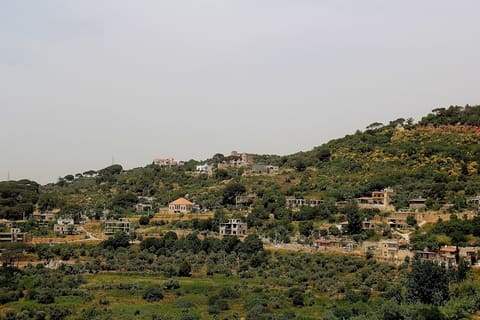 Daqqoun Jungle — photograph 5