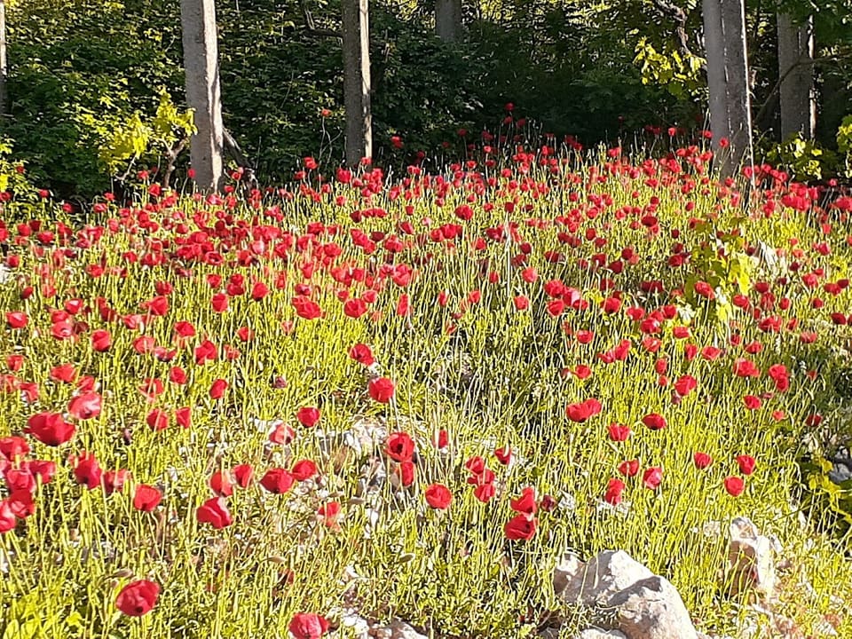 Ayn Mezher Spring