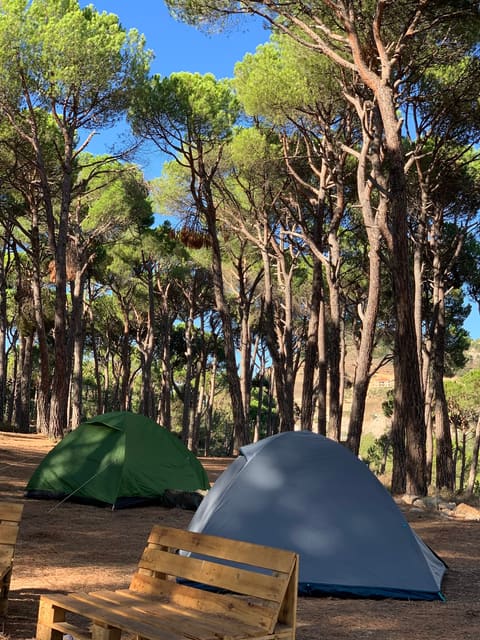 Greenpine Campsite — photograph 2