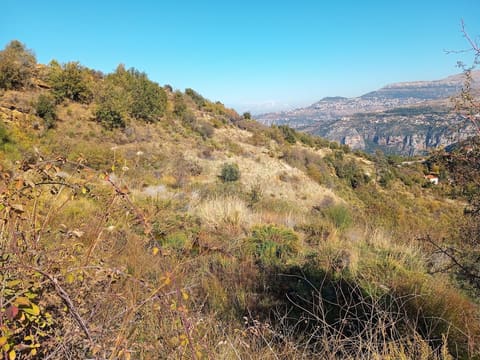Chikhani New Farm — photograph 2
