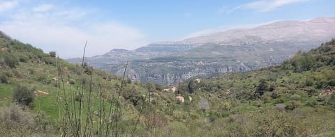 Chikhani New Farm — photograph 3
