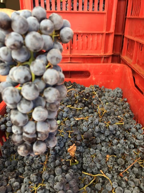 Couvent Rouge Winery — photograph 2