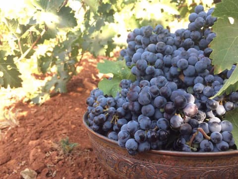 SDB Wines — photograph 3