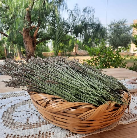 The Nest Guesthouse Bekaa — photograph 4