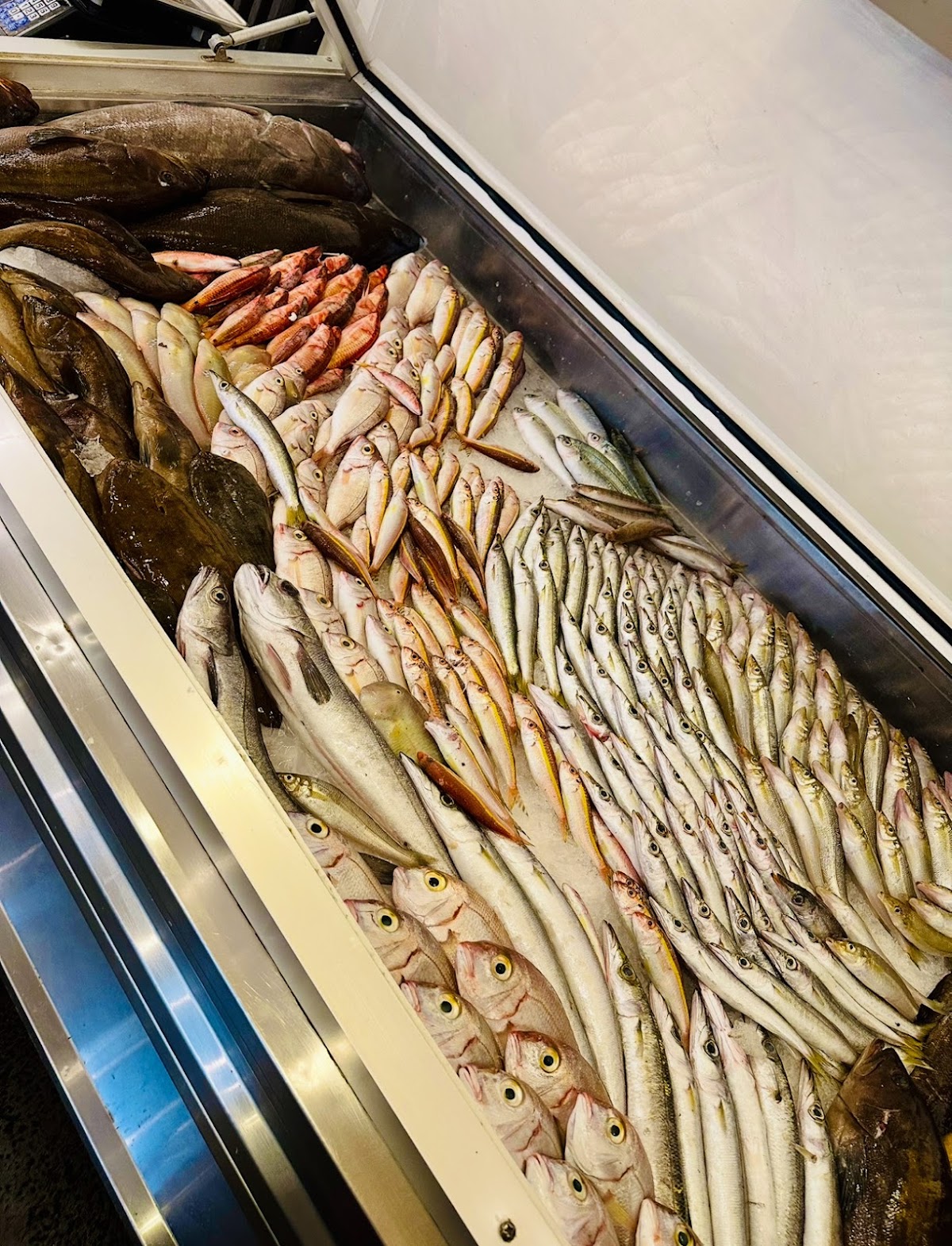 My Fish My — photograph 4