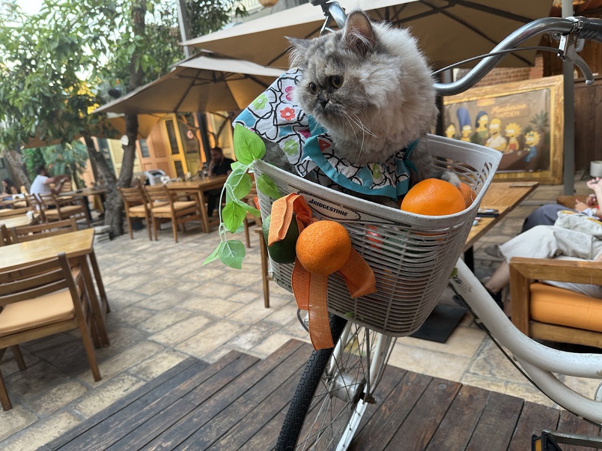 Mandarine Garden