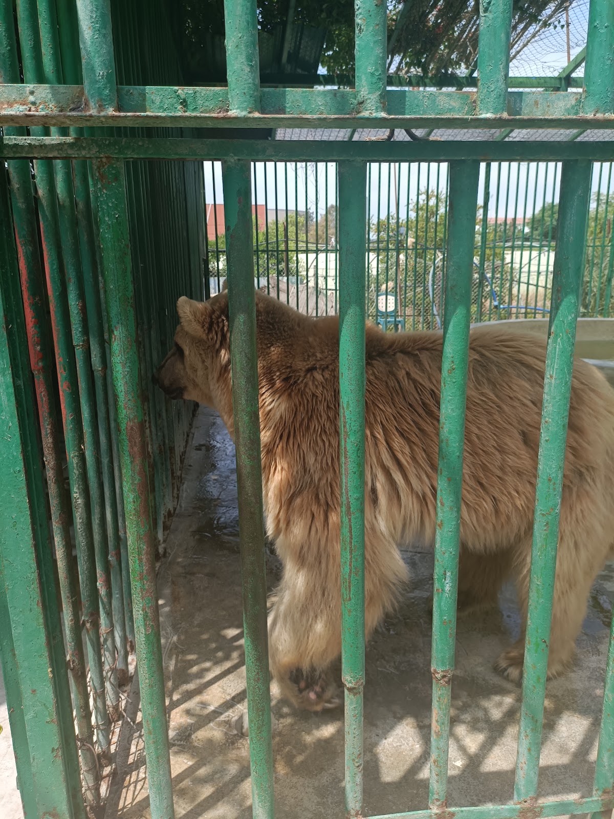 Zazoo City — photograph 2