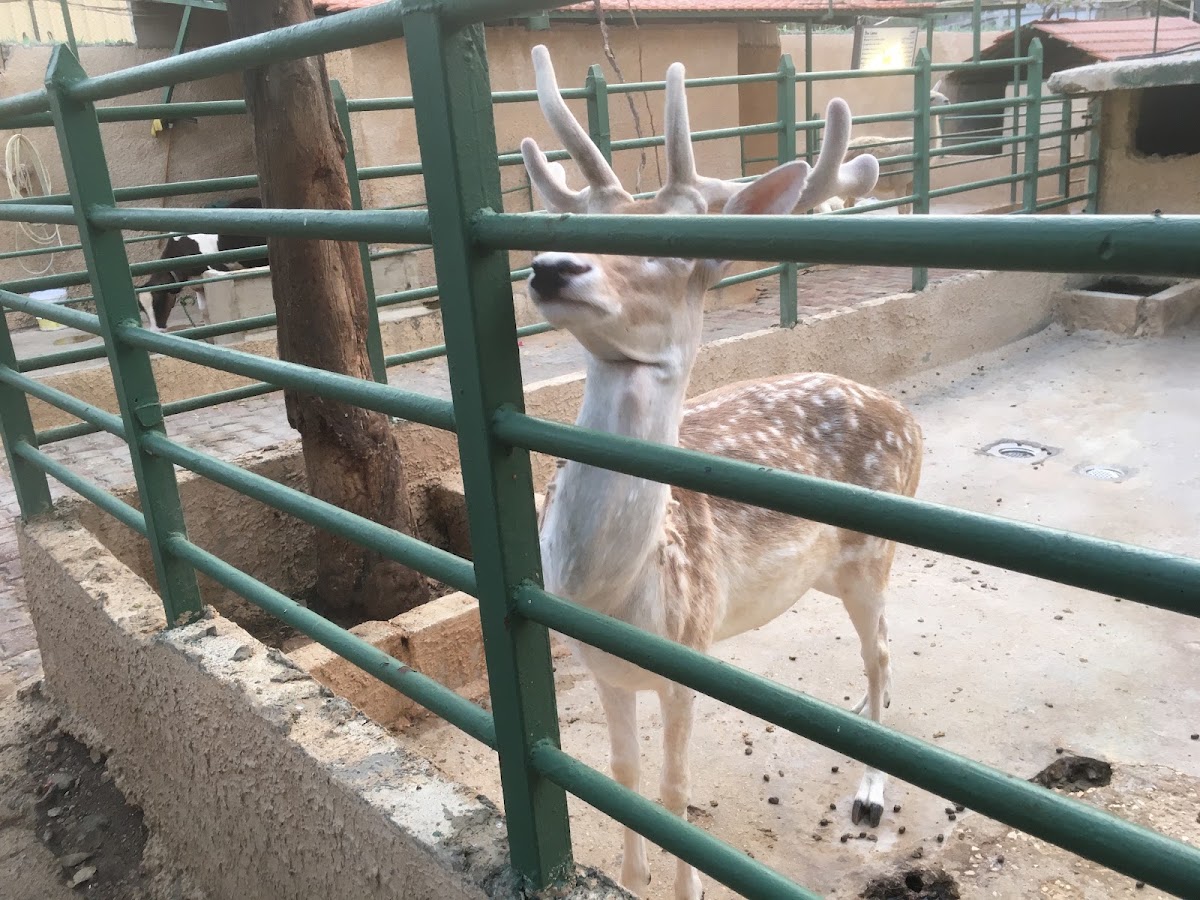 Zazoo City — photograph 6