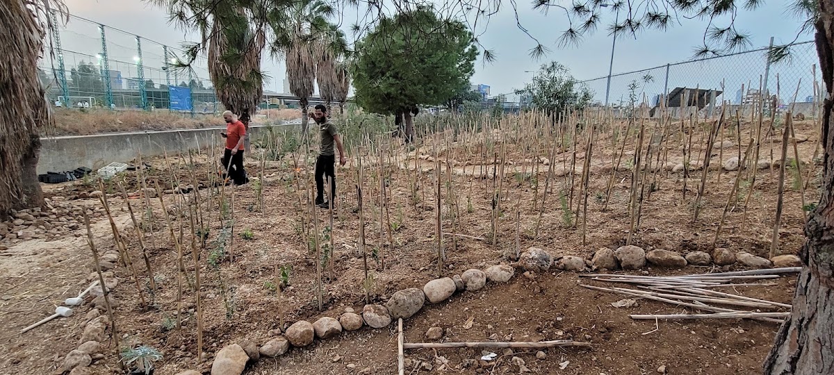 Beirut's RiverLESS Forest - Phase 1 — photograph 2