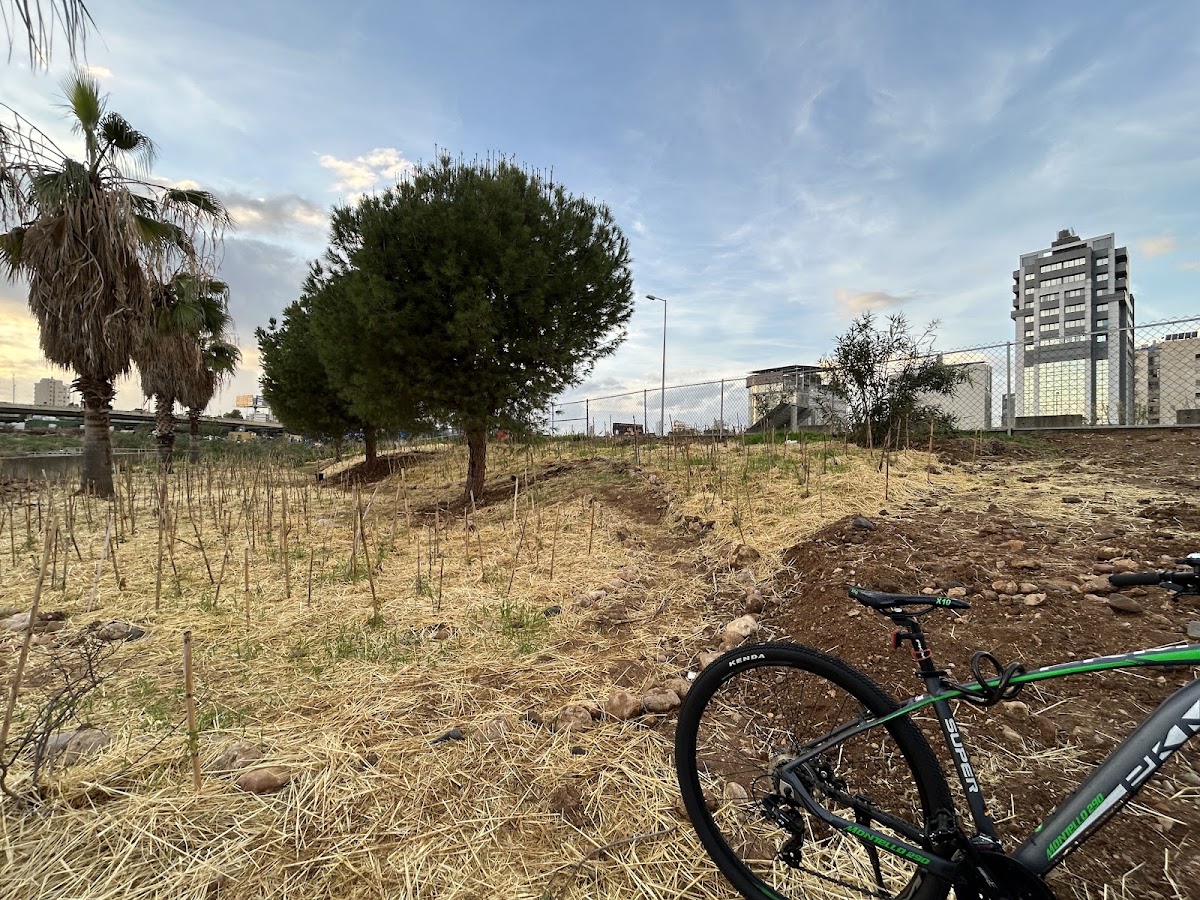 Beirut's RiverLESS Forest - Phase 1 — photograph 5