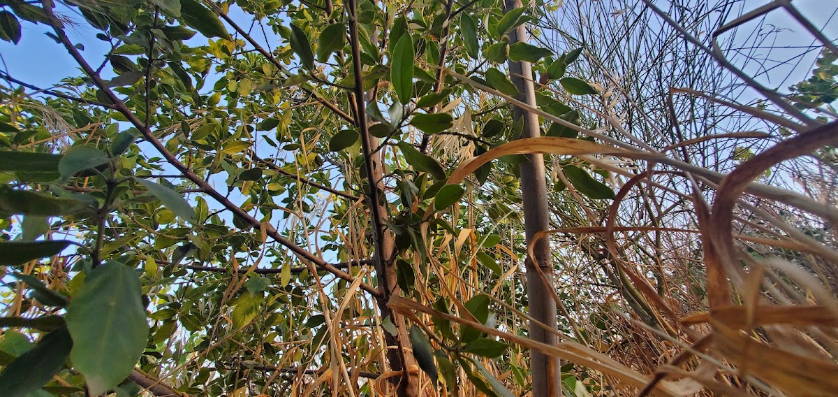 Beirut's RiverLESS Forest - Phase 1 — photograph 6