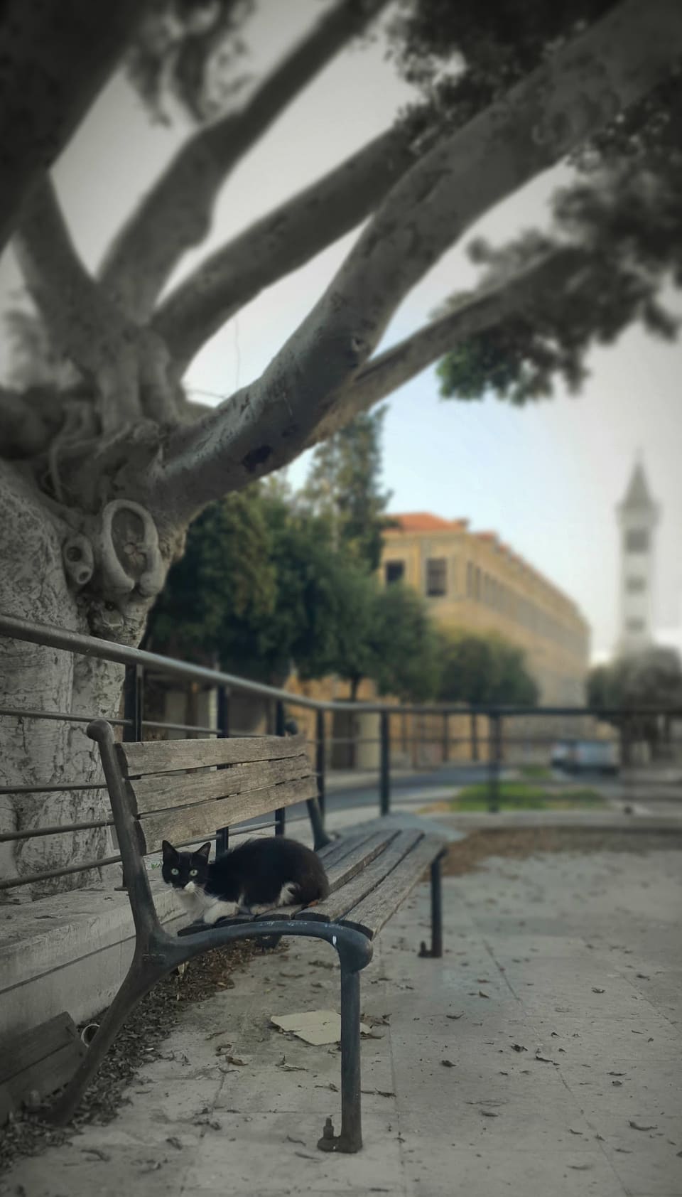 Leila osseiran garden
